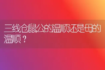 三线仓鼠公的温顺还是母的温顺？