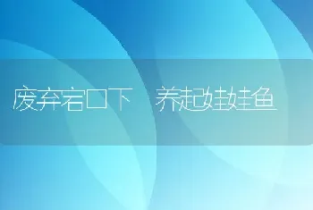 废弃宕口下　养起娃娃鱼