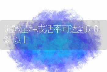 泥鳅苗种成活率可达到60%以上