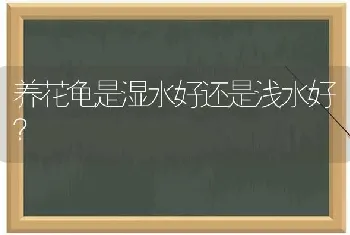 养花龟是湿水好还是浅水好？