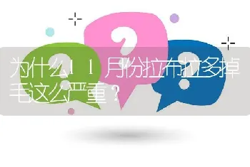 为什么11月份拉布拉多掉毛这么严重？