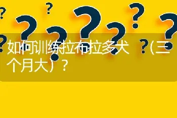 如何训练拉布拉多犬 （三个月大）？