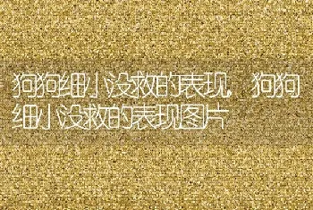 狗狗细小没救的表现，狗狗细小没救的表现图片