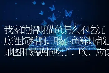 我家的招财猫鱼怎么不吃沉底性饲料啊，喂小鱼鲜虾都让地图和鹦鹉抢吃了