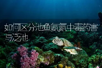 如何区分池鱼氨氮中毒药害与泛池