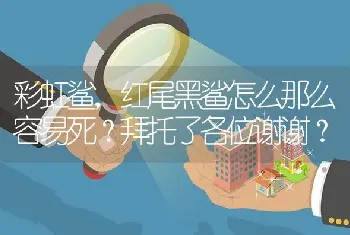 彩虹鲨，红尾黑鲨怎么那么容易死？拜托了各位谢谢？