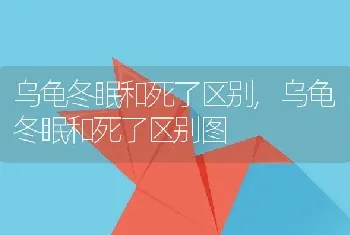 乌龟冬眠和死了区别，乌龟冬眠和死了区别图