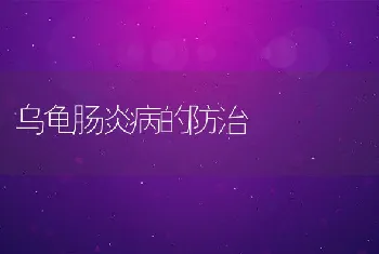 乌龟肠炎病的防治