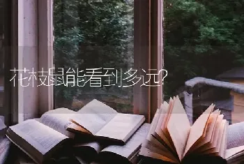 花枝鼠能看到多远？