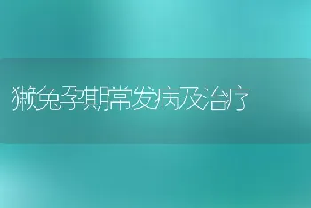 獭兔孕期常发病及治疗