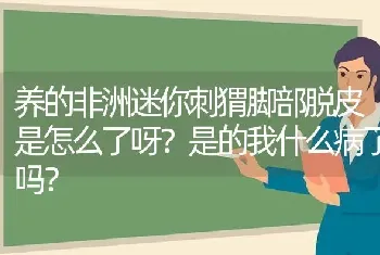 养的非洲迷你刺猬脚部脱皮是怎么了呀？是的我什么病了吗？