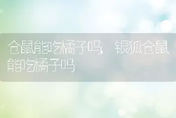 仓鼠能吃橘子吗，银狐仓鼠能吃橘子吗