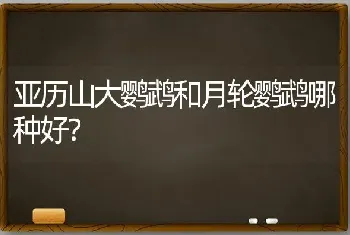 亚历山大鹦鹉和月轮鹦鹉哪种好？