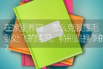 在家里养猫，怎么克服猫毛到处飞的情况，特别是换季的？