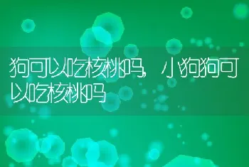 狗可以吃核桃吗，小狗狗可以吃核桃吗