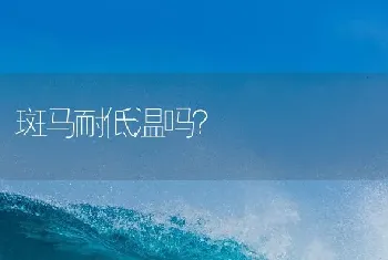 金丝熊多少钱一只怎么养？