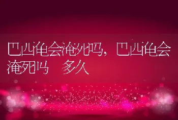 巴西龟会淹死吗，巴西龟会淹死吗 多久