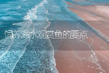 饲养海水观赏鱼的要点