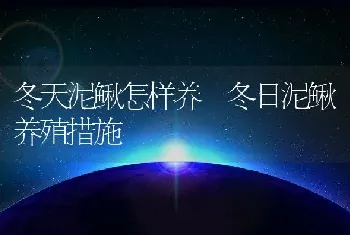 冬天泥鳅怎样养 冬日泥鳅养殖措施