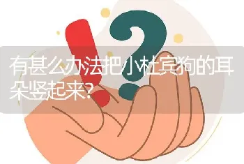 有甚么办法把小杜宾狗的耳朵竖起来？