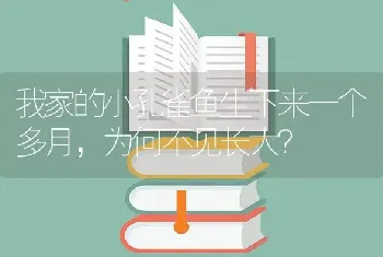 我家的小孔雀鱼生下来一个多月，为何不见长大？