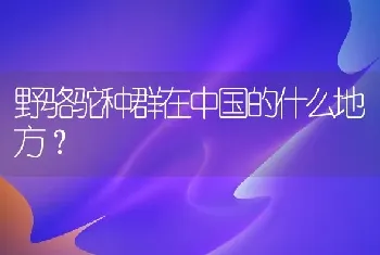 陨石边牧名字？