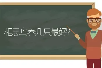 相思鸟养几只最好？