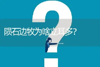 陨石边牧为啥立耳多？