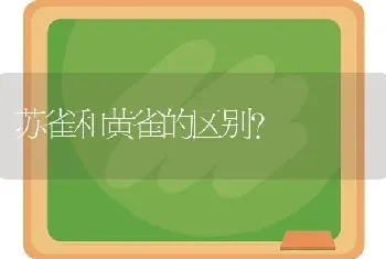 苏雀和黄雀的区别？