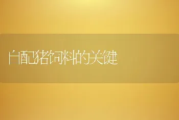 自配猪饲料的关键