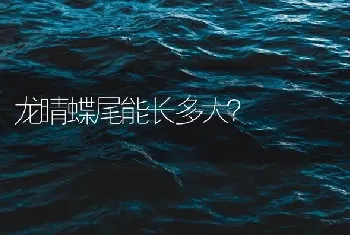 龙睛蝶尾能长多大？