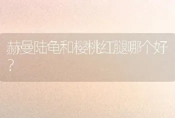 赫曼陆龟和樱桃红腿哪个好？