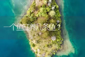 一个鱼缸养几条鱼？