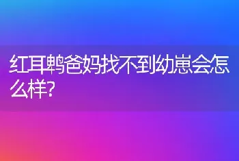 红耳鹎爸妈找不到幼崽会怎么样？