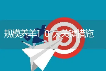 规模养羊10大关键措施