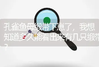 孔雀鱼母缎带下崽了，我想知道多久能看出来有几只缎带？