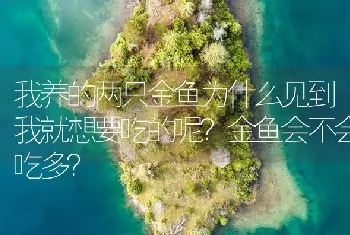 我养的两只金鱼为什么见到我就想要吃的呢？金鱼会不会吃多？