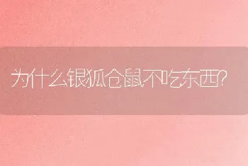 为什么银狐仓鼠不吃东西？