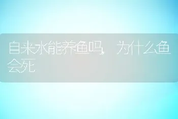 自来水能养鱼吗，为什么鱼会死