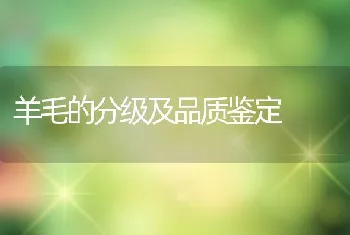 羊毛的分级及品质鉴定