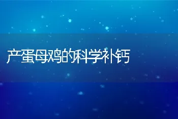 产蛋母鸡的科学补钙