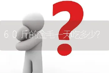 60斤的金毛一天吃多少？