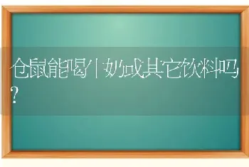 仓鼠能喝牛奶或其它饮料吗？