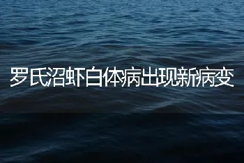 罗氏沼虾白体病出现新病变