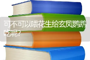 可不可以喂花生给玄凤鹦鹉吃呢？