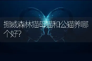 挪威森林猫母猫和公猫养哪个好？