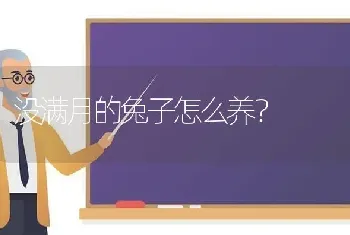 没满月的兔子怎么养？