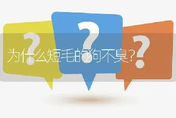 为什么短毛的狗不臭？