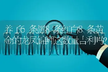 养了6条黑8条红白8条黄金的龙凤锦鲤这数量吉利吗？