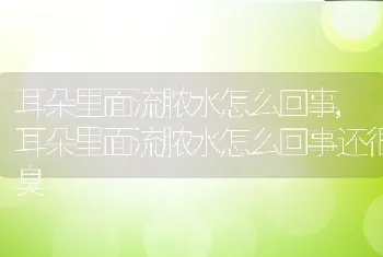 耳朵里面流脓水怎么回事，耳朵里面流脓水怎么回事还很臭